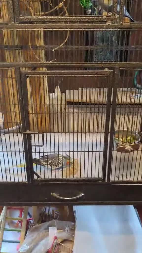 Cockatiels birds for sale: Pair of cockateils looking for a new home. - Video 2