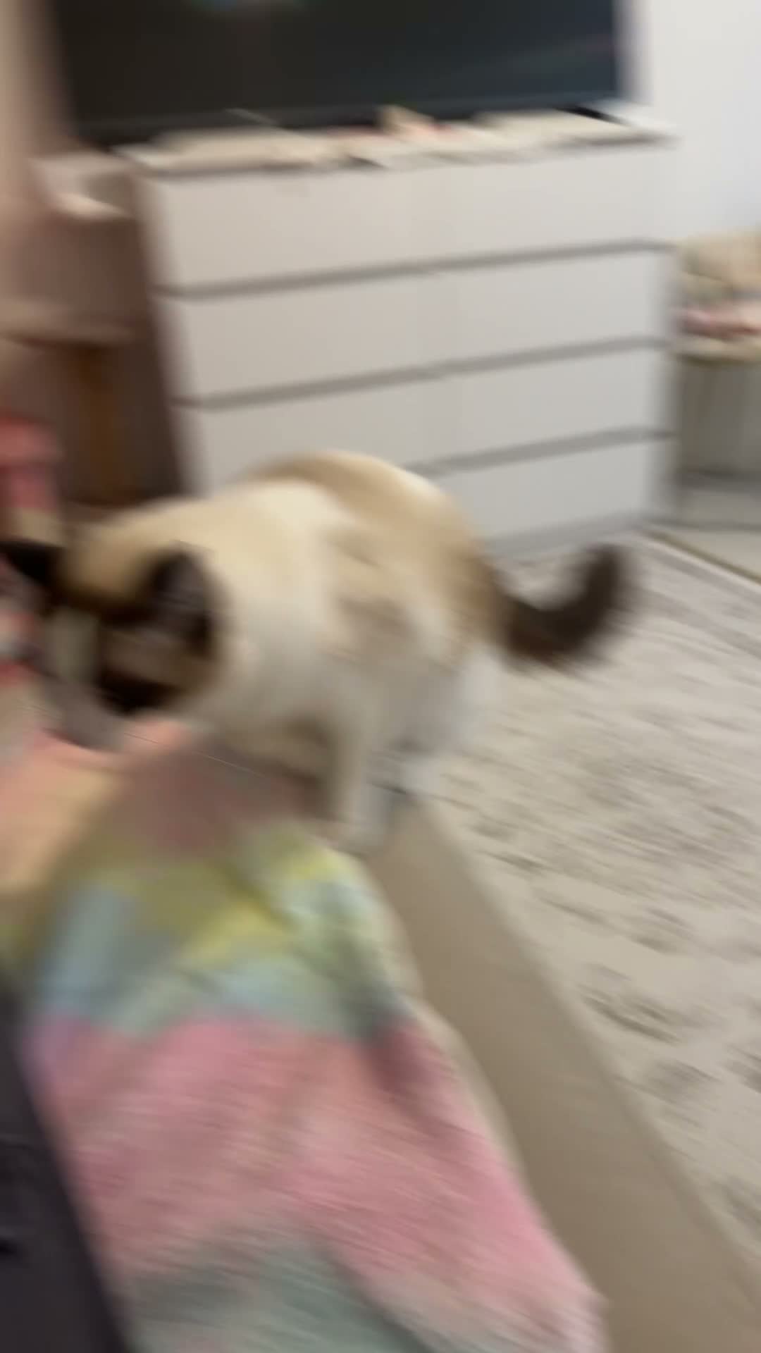 Ragdoll cats for sale: Mother and daughter only together  - Video 1