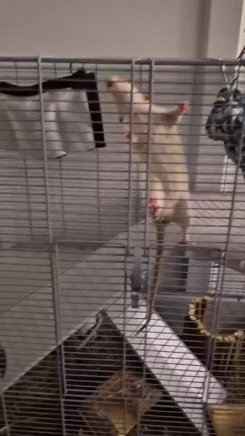 Rat rodents for sale: Fancy Rats for SALE - Video 1