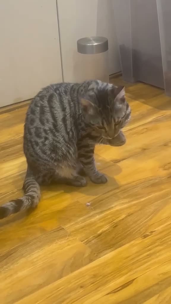 Bengal cats for sale: Kittens *2 girls Left* - Video 1