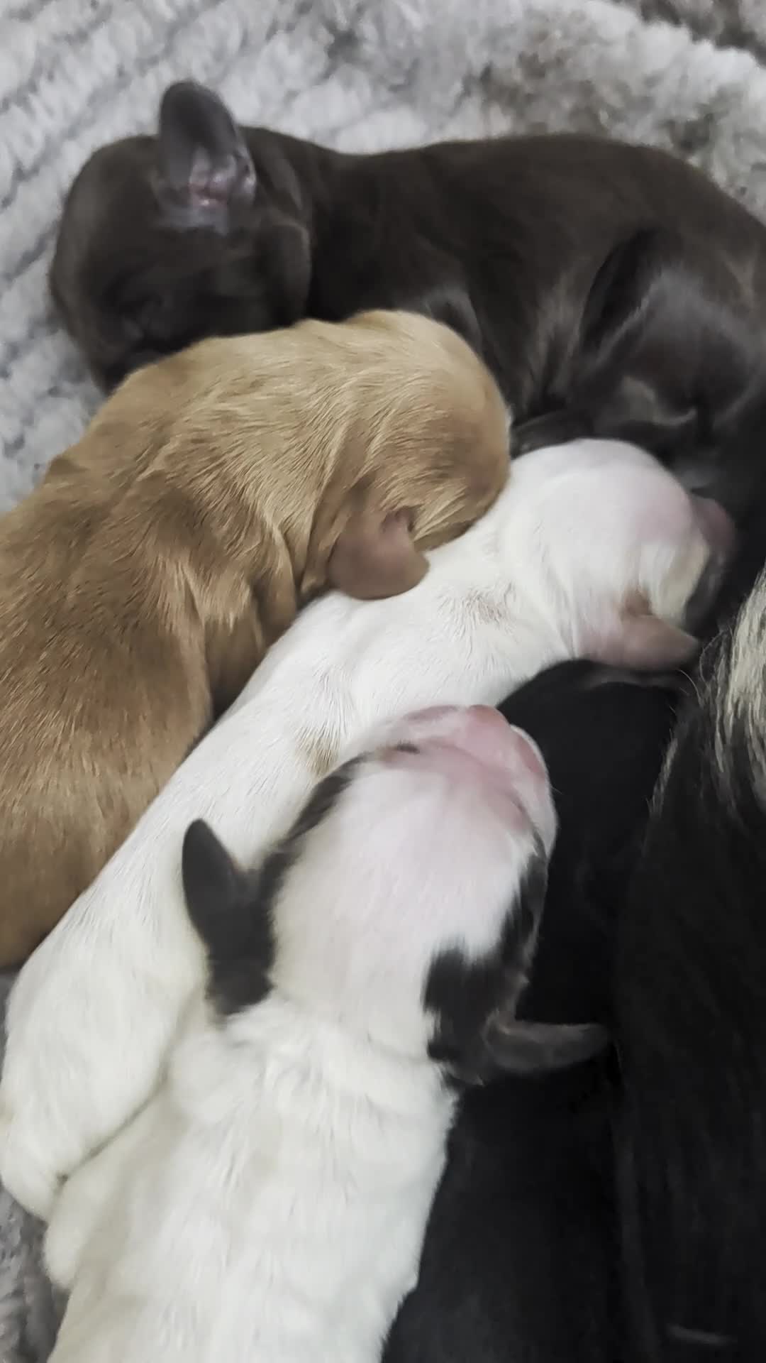 Cocker Spaniel dogs for sale: Beautiful cocker spaniel puppies  - Video 1