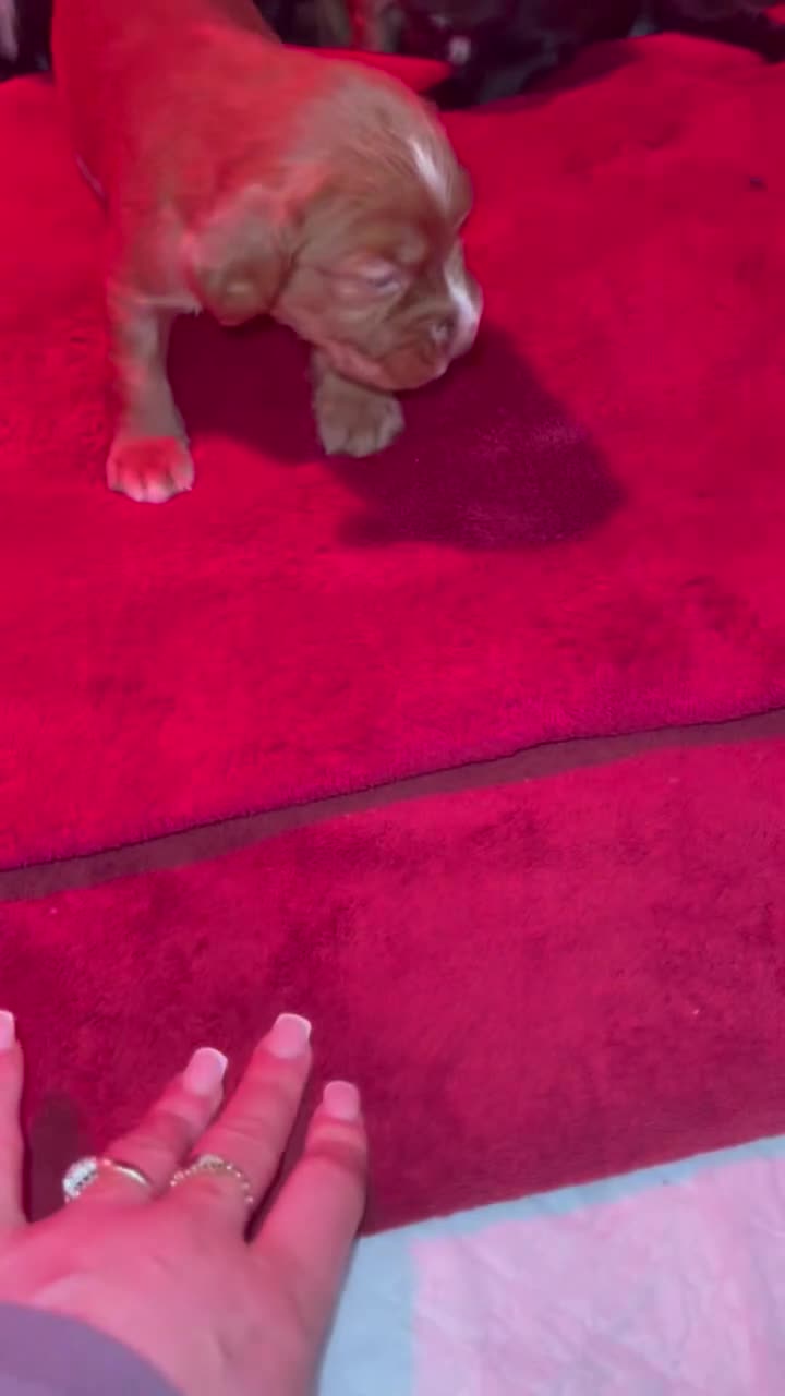Cocker Spaniel dogs for sale: Kc registered working cocker spaniel puppies - Video 2