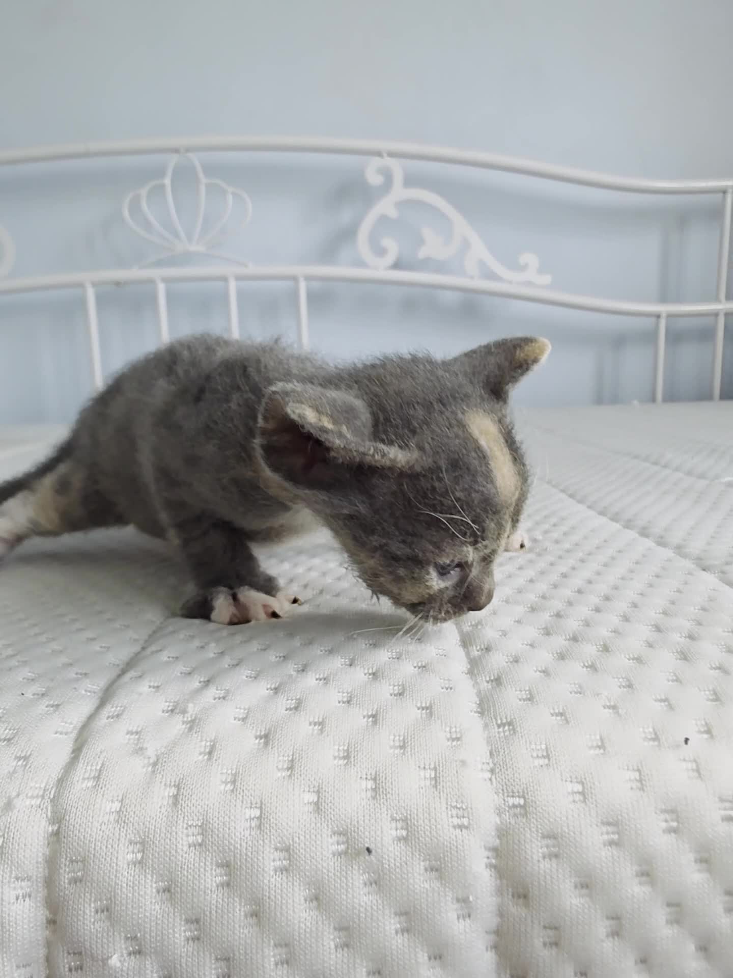 Sphynx cats for sale: Adorable Grey Female Sphynx x Devon Rex Elf Mix  - Video 4