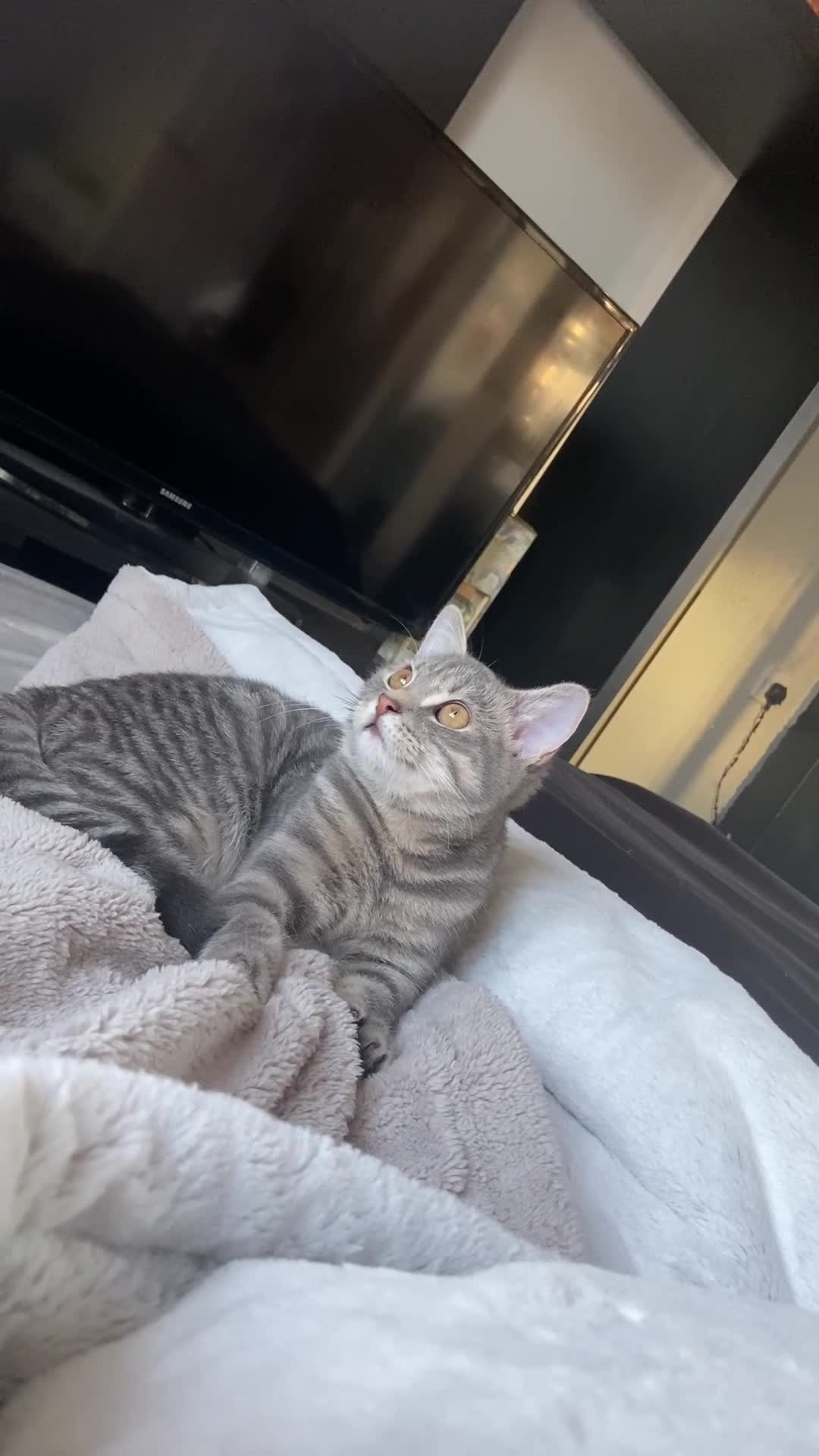 Mixed Breed cats for sale: 🫶🫶 Last kitten- MALE - 4months 🫶🫶 - Video 1