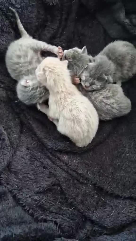 Mixed Breed cats for sale: Kittens  - Video 1