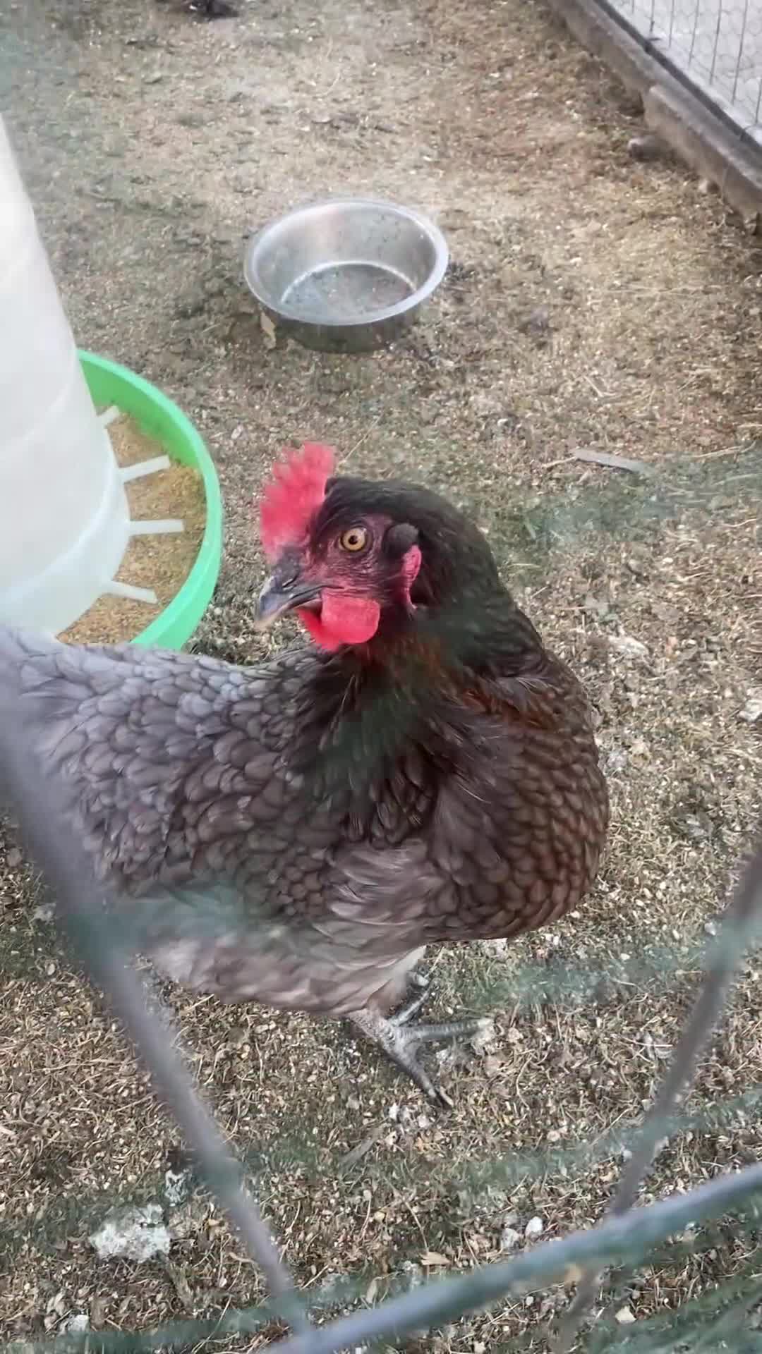 Chickens poultry for sale: 5 good laying mixed hens - Video 1
