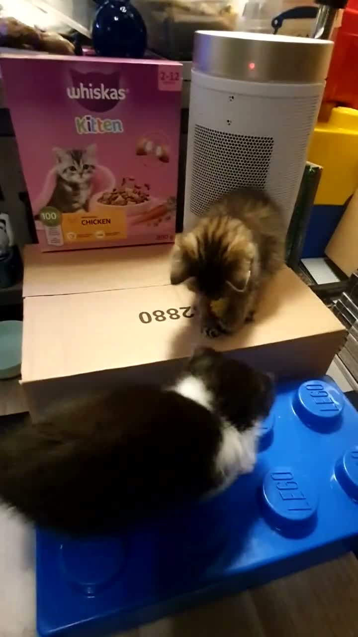 Mixed Breed cats for sale: Adorable Tabby Girl and Black & white Boy  - Video 3