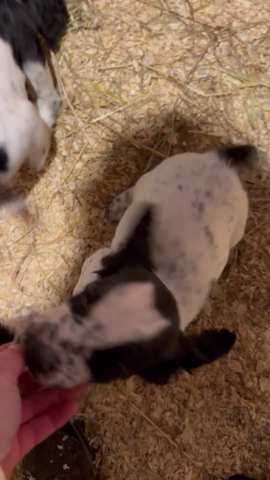 Cocker Spaniel dogs for sale: One blue roan cocker boy left - Video 1