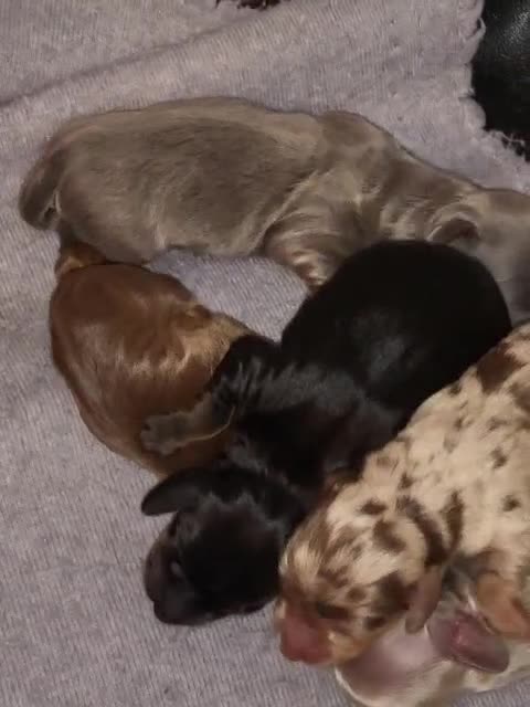 Miniature Dachshund dogs for stud: **RogueRoyales Luxe** PRA Clear Long Hair in Wolverhampton - Video 1