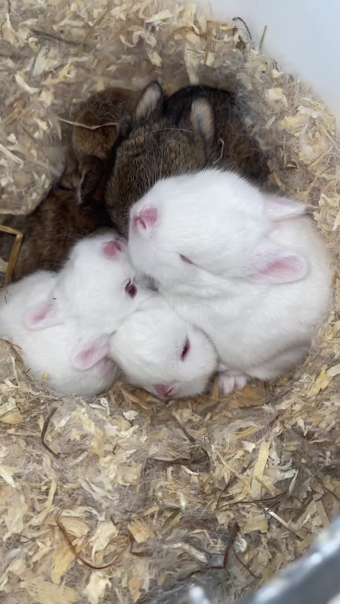 Netherland Dwarf rabbits for sale: Pure Netherland Dwarfs  - Video 1