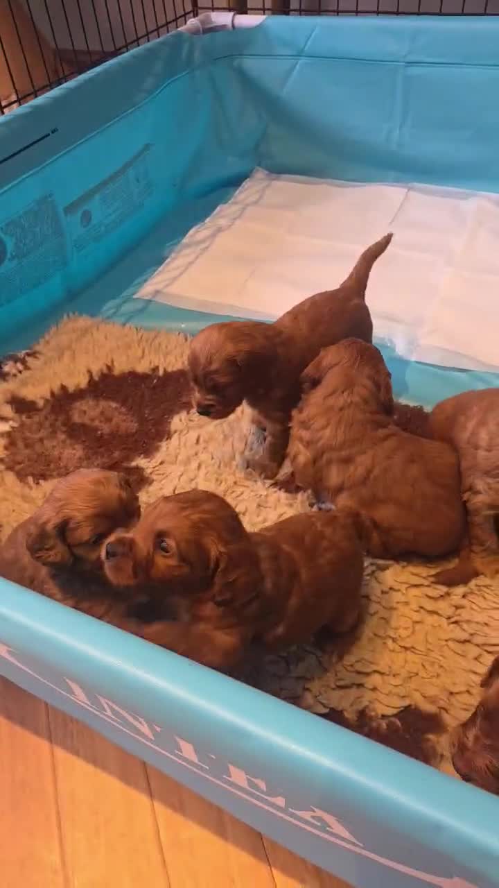 Cockapoo dogs for sale: F2 cockapoo puppies - Video 1