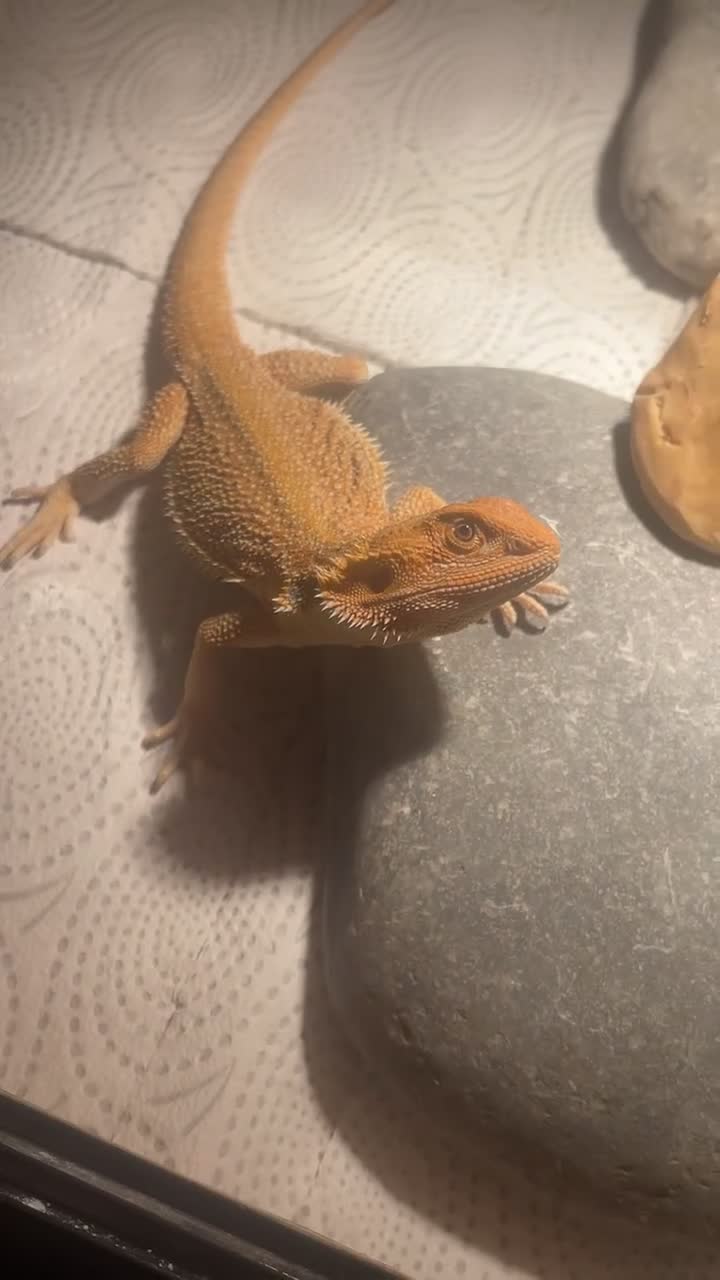 Bearded Dragon reptiles for sale: Boy bearded dragon for sale  - Video 4