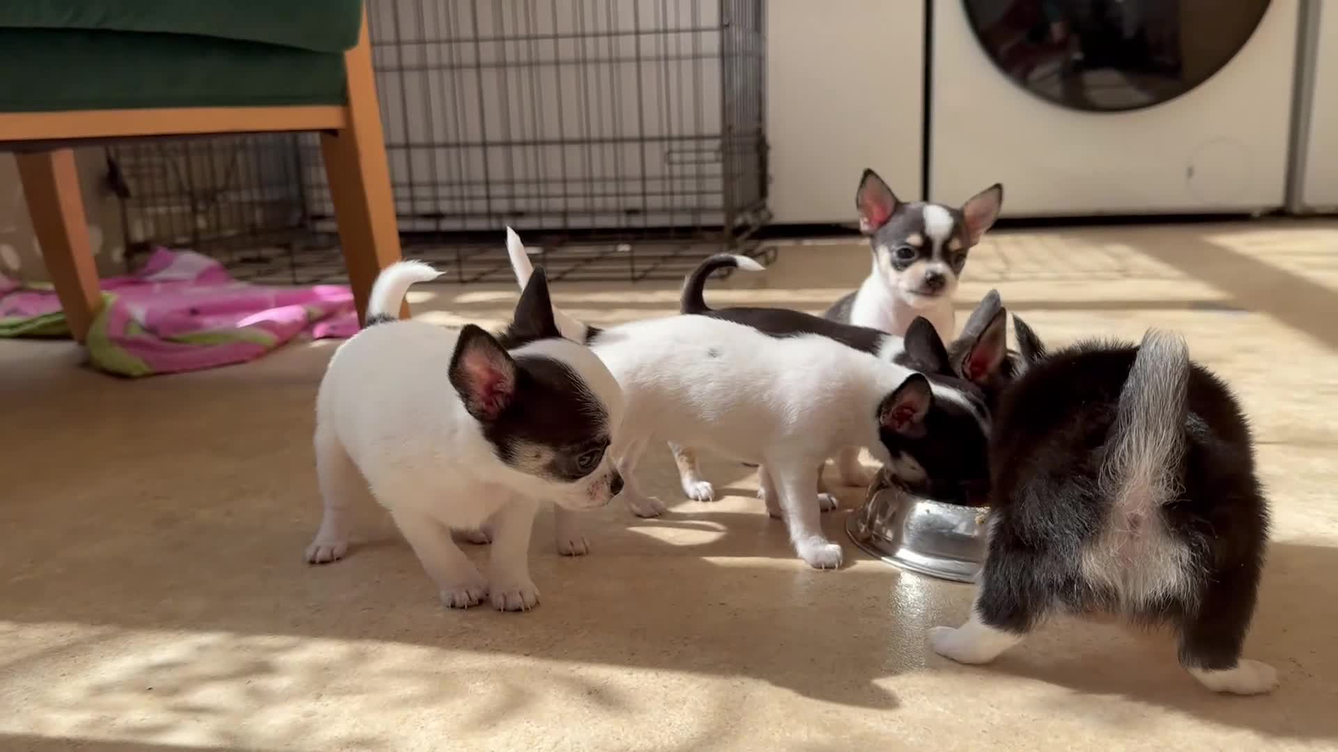 Chihuahua dogs for sale: Chihuahua  - Video 1