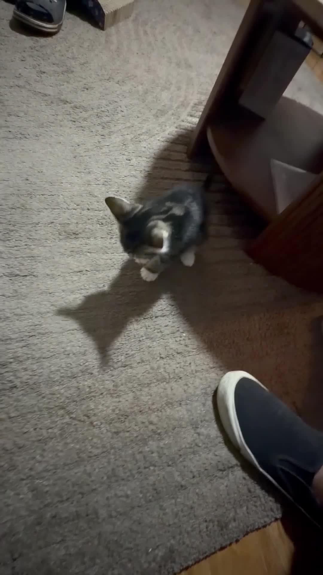 Domestic Shorthair cats for sale: 9-week-old male tabby kitten. in London - Video 1