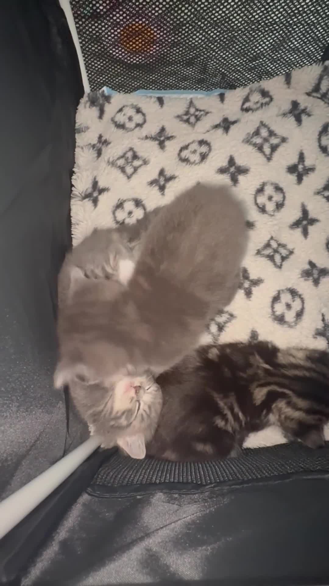 Mixed Breed cats for sale: Mixed breed litter  - Video 2