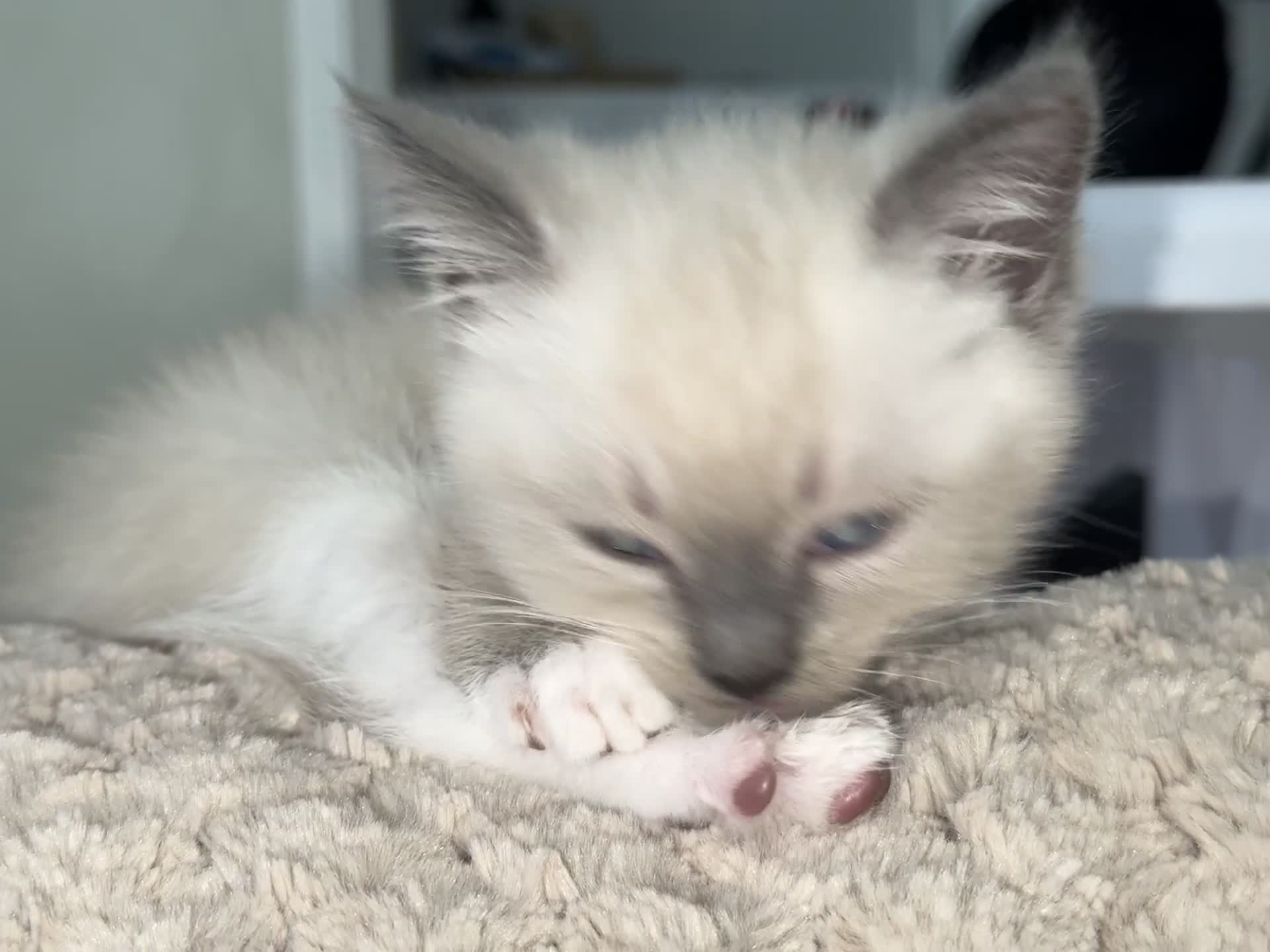 Ragdoll cats for sale: Male Ragdoll Mix - Video 1