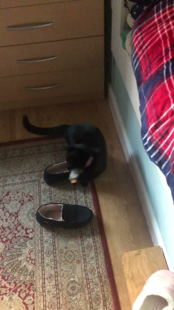 Domestic Shorthair cats for sale: Playful and loveable girl in need of a loving home - Video 2