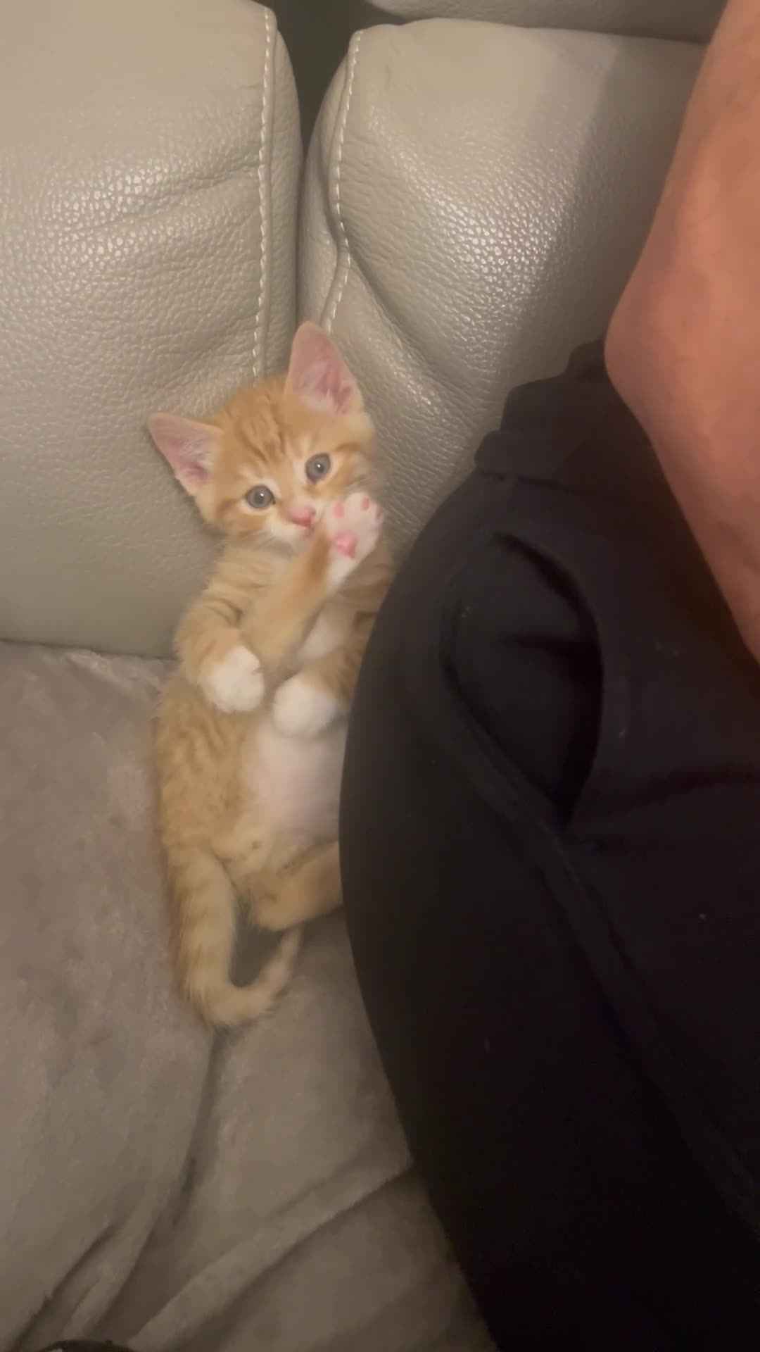 Domestic Shorthair cats for sale: Adorable kittens  - Video 2