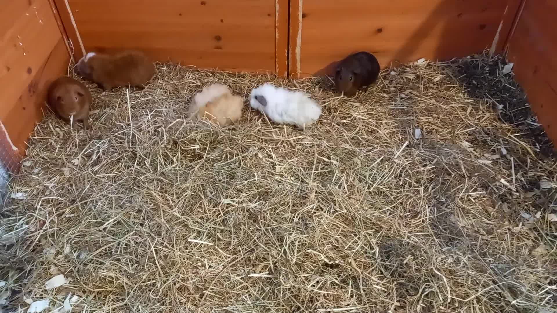 Guinea Pig rodents for sale: Baby guinea pigs  - Video 5