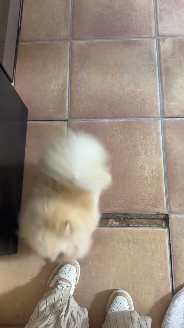 Pomeranian dogs for sale: KC registered cream pomeranian female  - Video 1