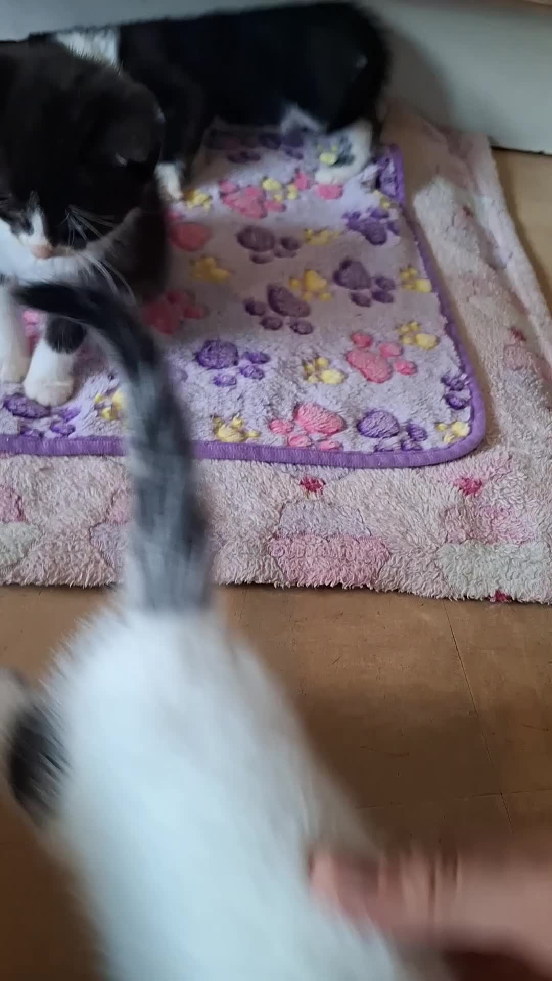 Domestic Shorthair cats for sale: 5 Beautiful, Playful Kittens - Video 4