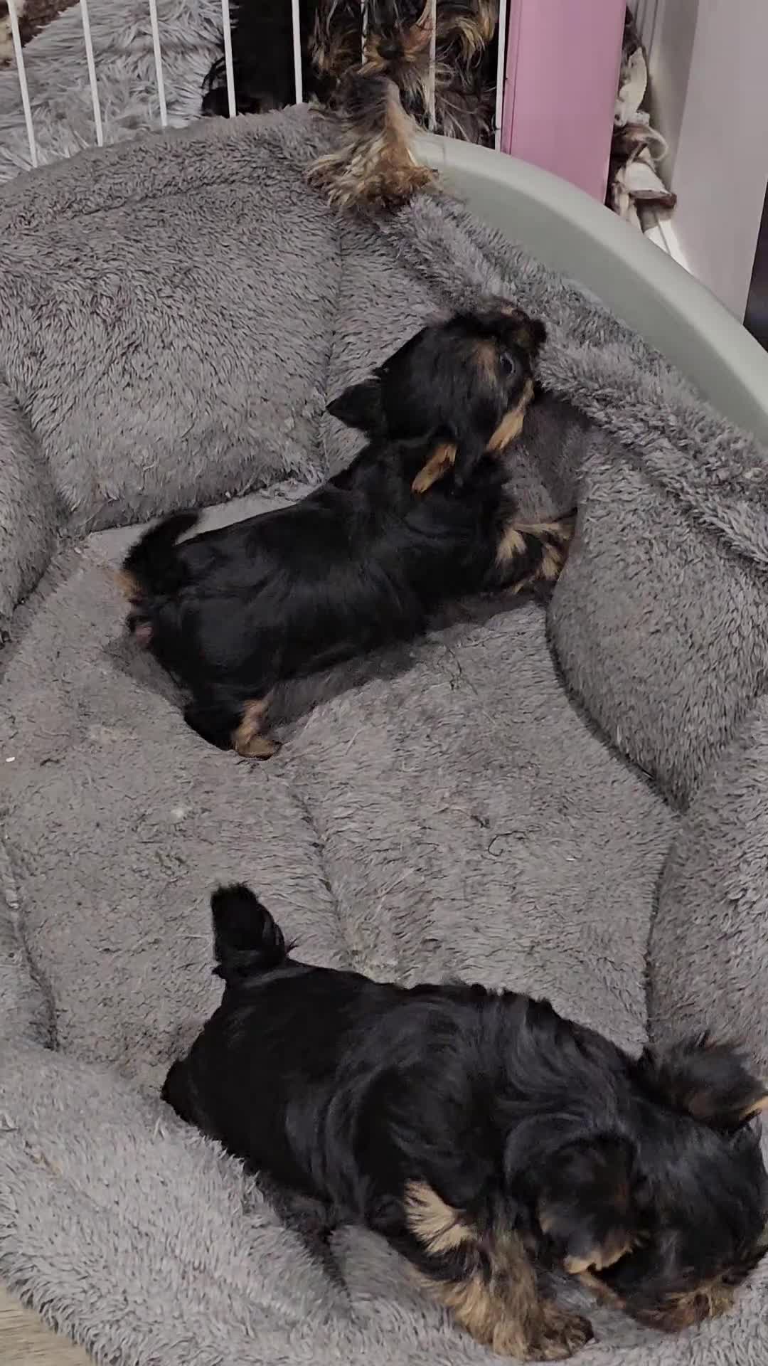 Yorkshire Terrier dogs for sale: Beautiful Quality Yorkshire Terrier Litter  - Video 2