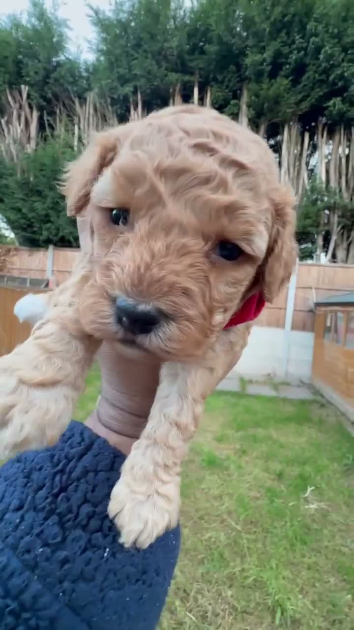 Maltipoo dogs for sale: 🐾 Beautiful Maltipoo Puppies – Two Boys Available - Video 1