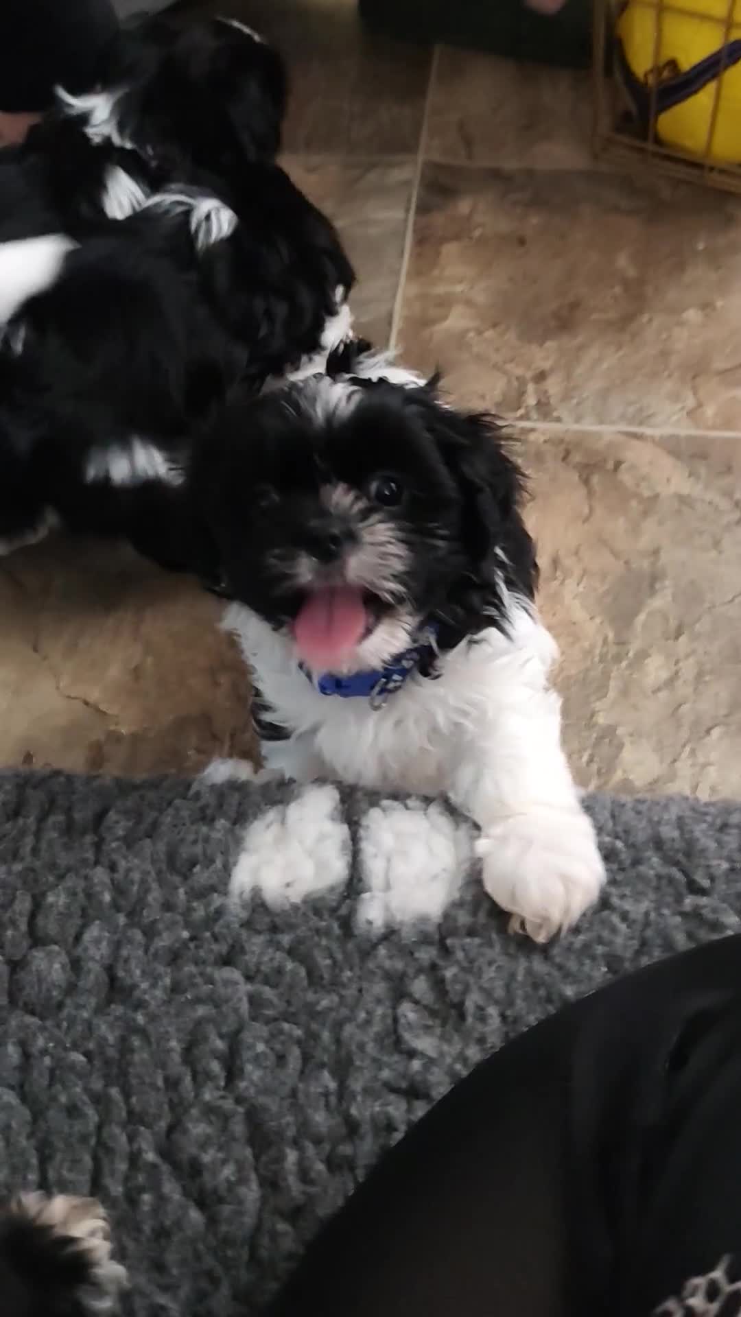 Shih Tzu dogs for sale: Shih Tzu puppies 1 boy available Redy Now!!! - Video 2