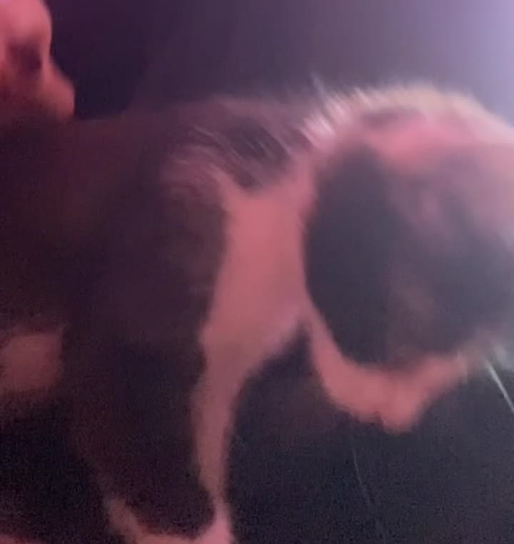 Mixed Breed cats for sale: Beautiful black tuxedo boy cat  - Video 1