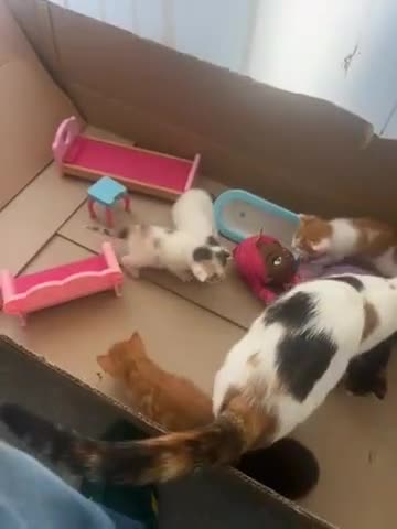 British Shorthair cats for sale: 6 beautiful kittens ready to go! £70 - Video 2
