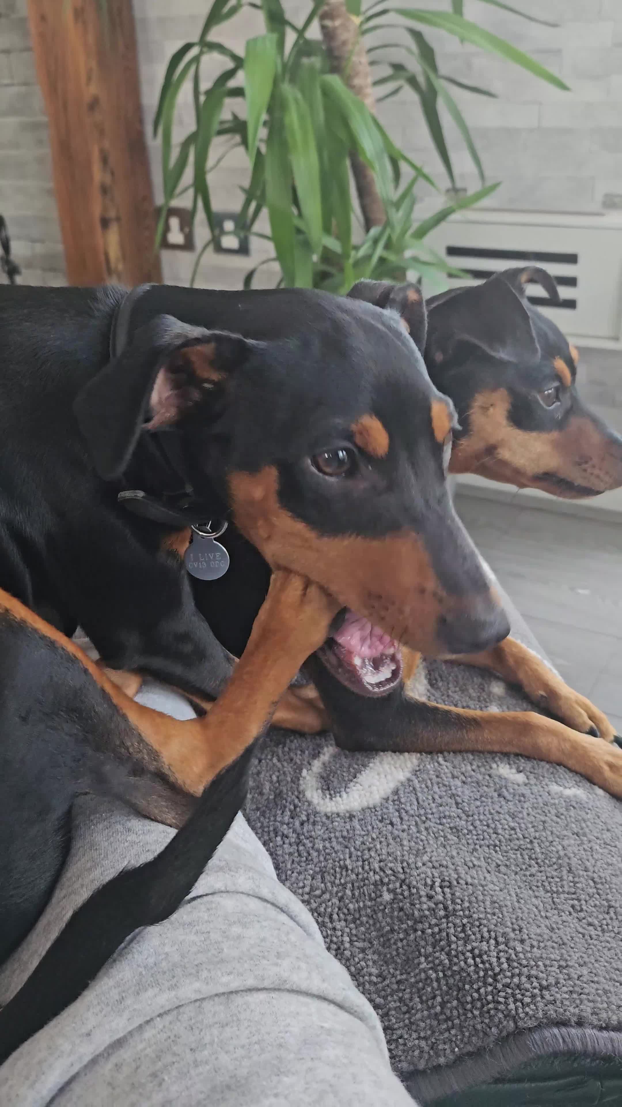 Miniature Pinscher dogs for sale: Miniture pincher male  - Video 1