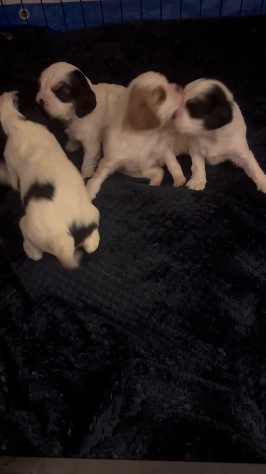 Cavalier King Charles Spaniel dogs for sale: DNA health tested, much loved cavaliers - Video 5
