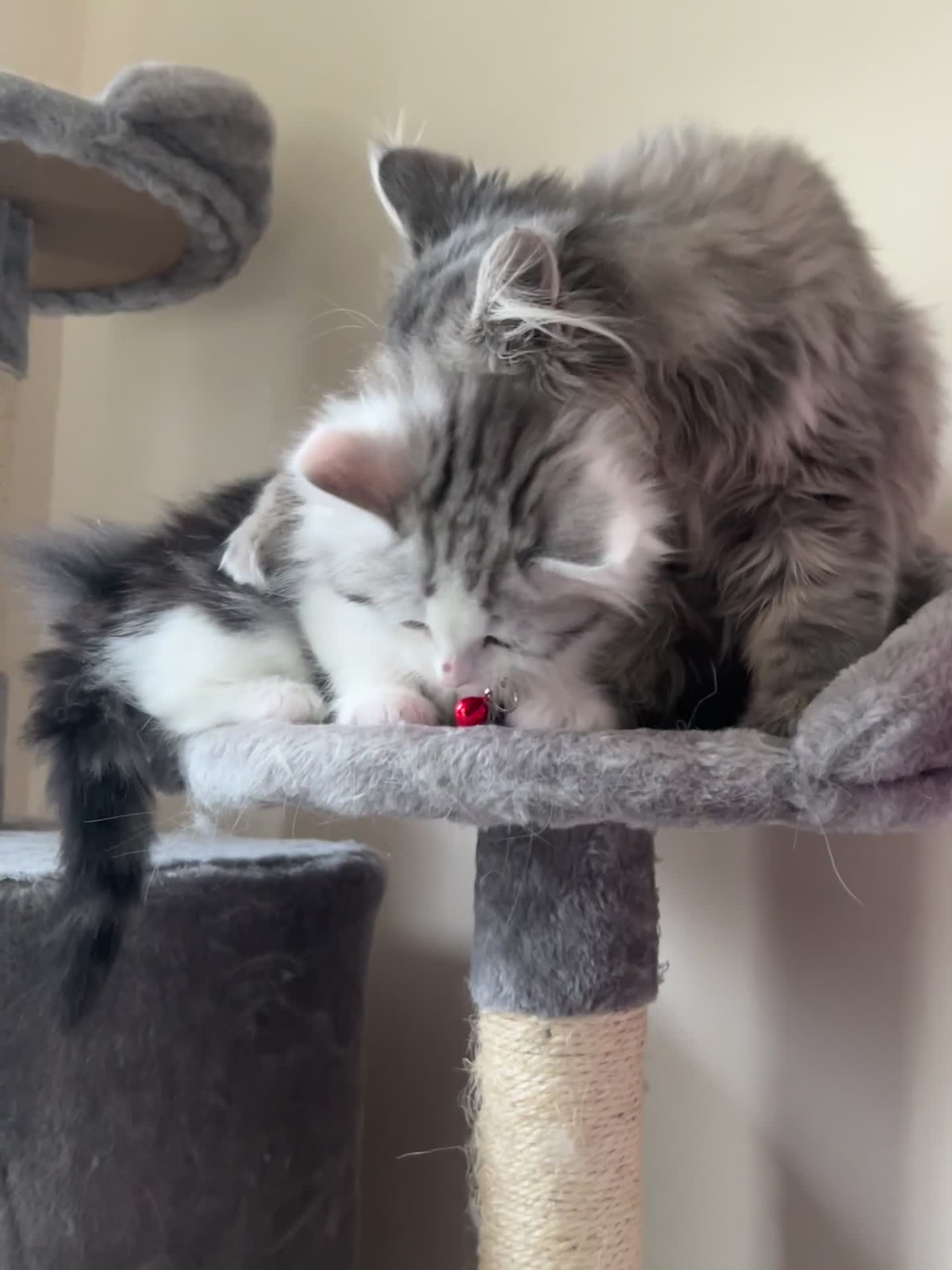 Persian cats for sale: Persian Chanchilla for Sale - Video 2