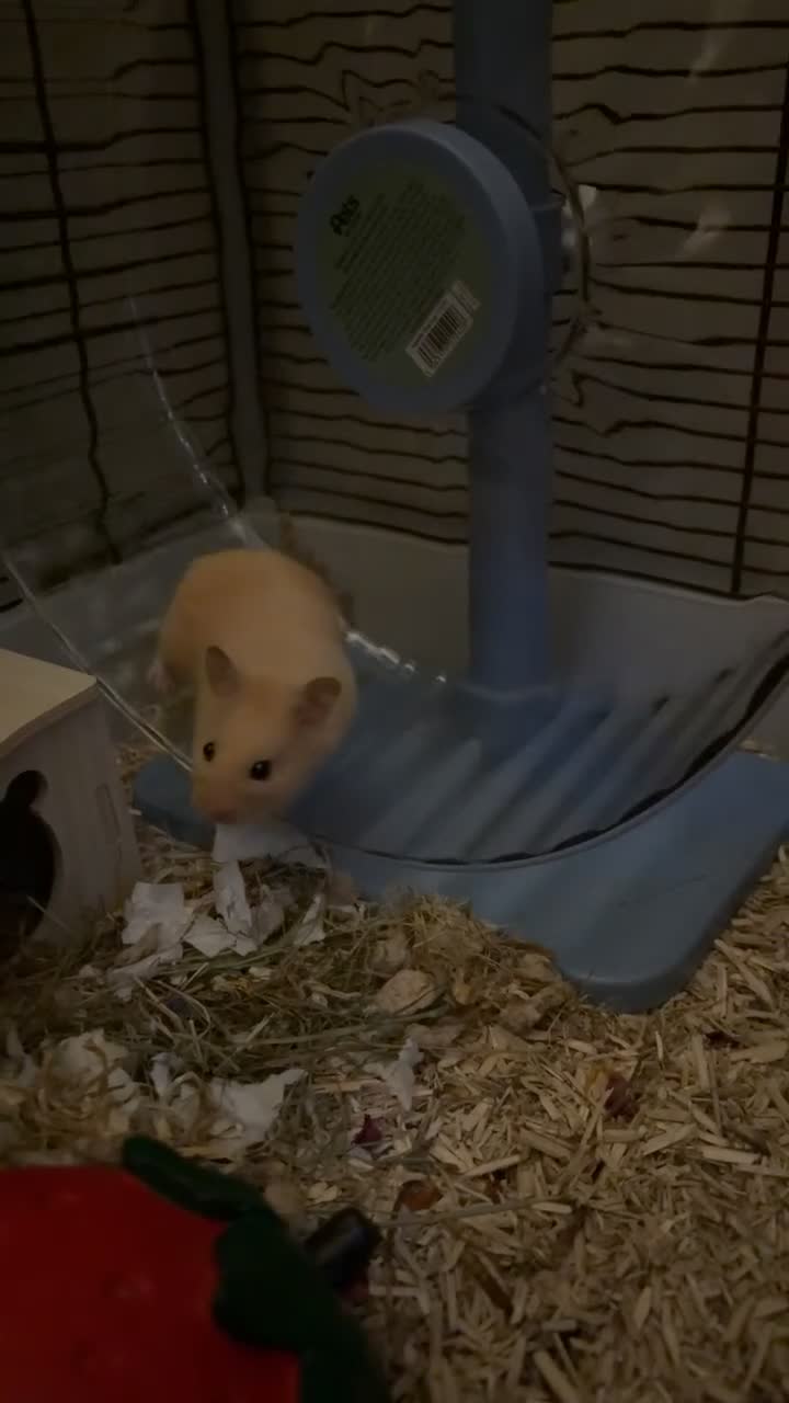 Hamster rodents for sale: Male Syrian Hamster (looking for experienced home) - Video 1