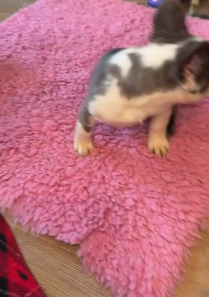 French Bulldog dogs for sale: Fluffy husky frenchie reduced! ready to leave  - Video 2