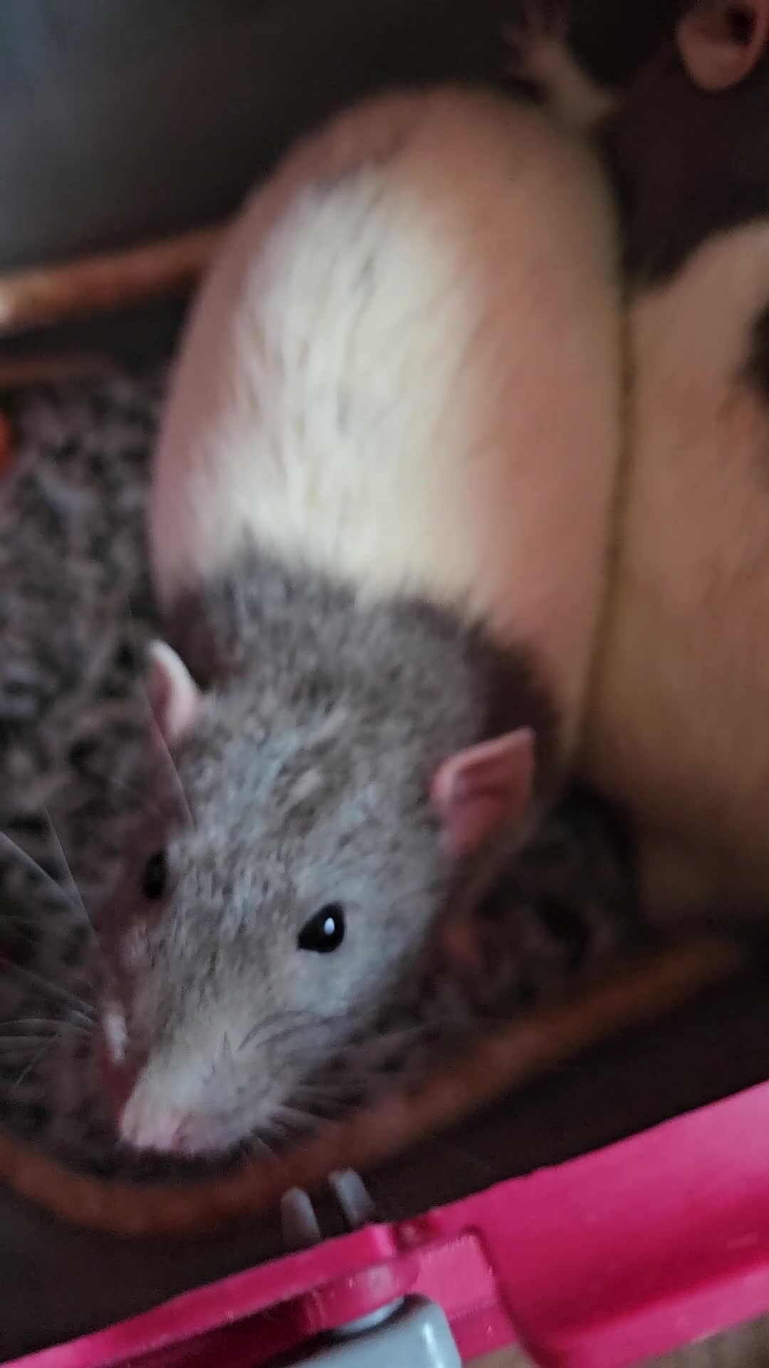 Rat rodents for sale: FTAGH ASAP 2 Elderly Male Rats - Video 1