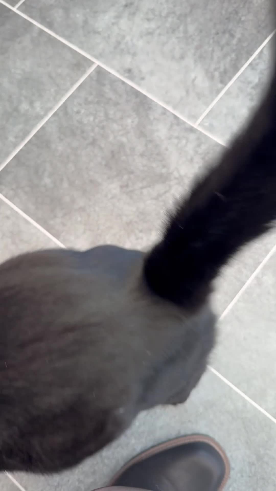 Domestic Shorthair cats for sale: Meet Douglas! - Video 1