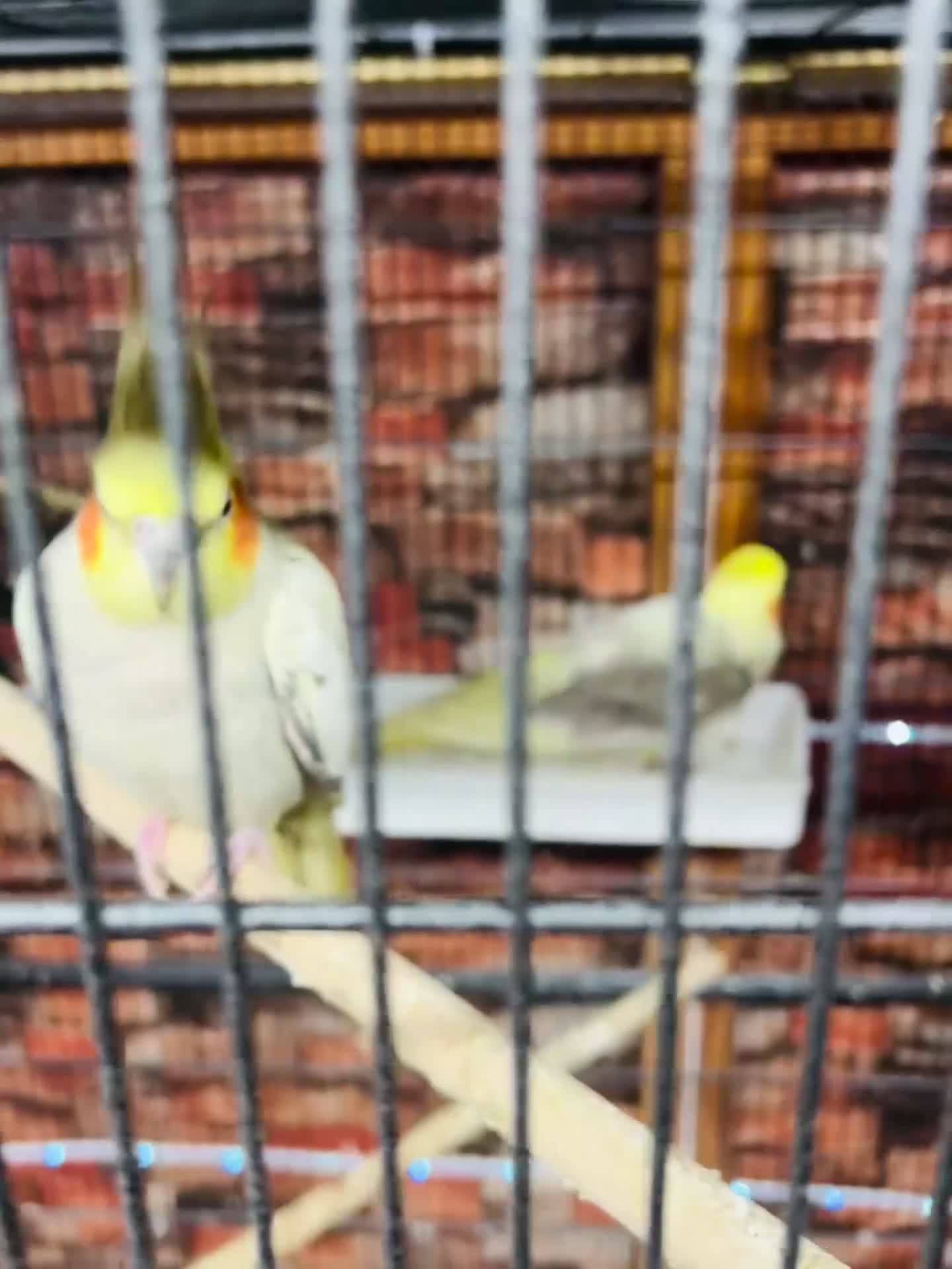 Cockatiels birds for sale: Various cockateils for sale  - Video 1