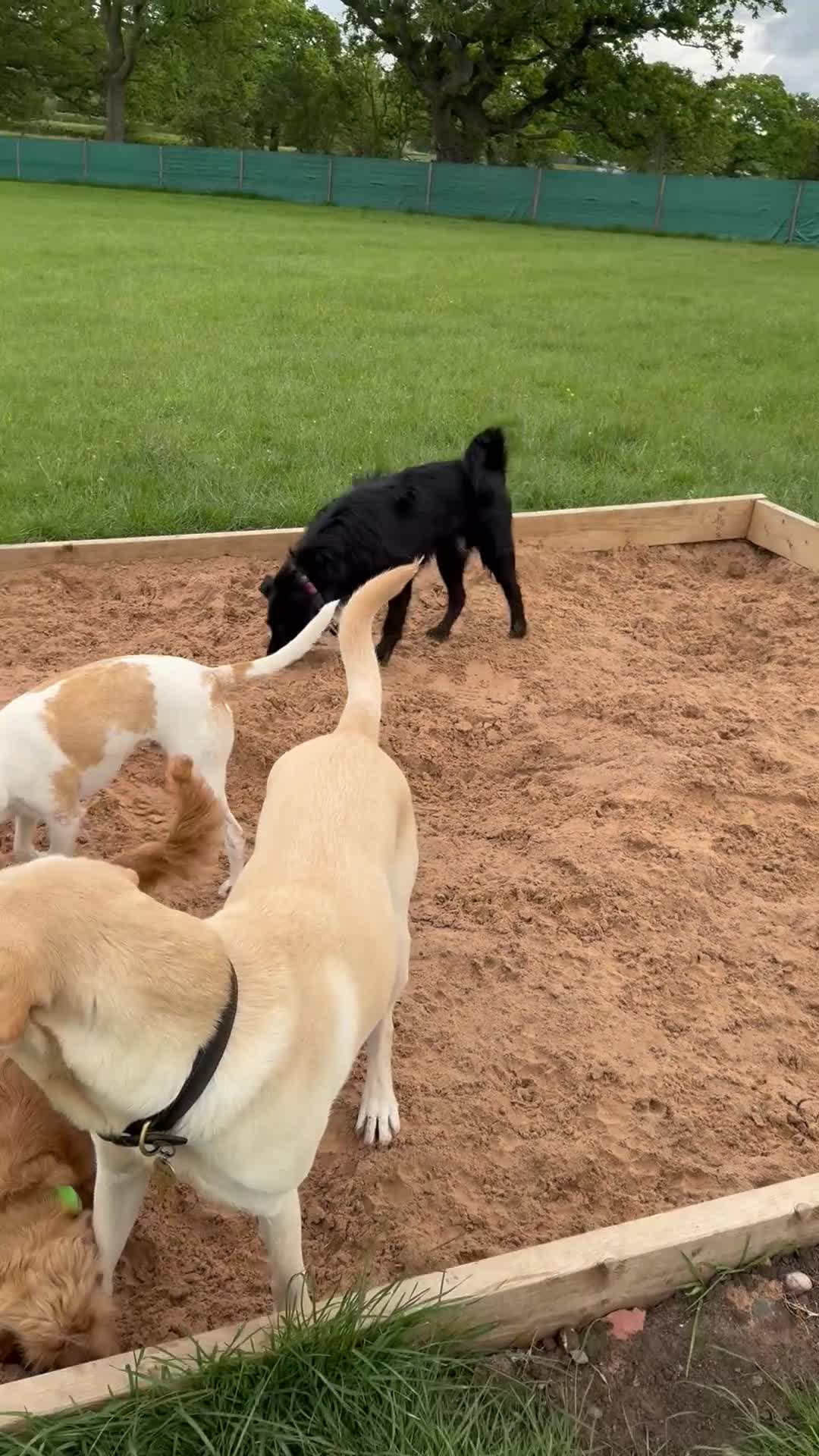 Mixed Breed dogs for adoption: WILF - CEO OF HAPPINESS 😄 - Video 3