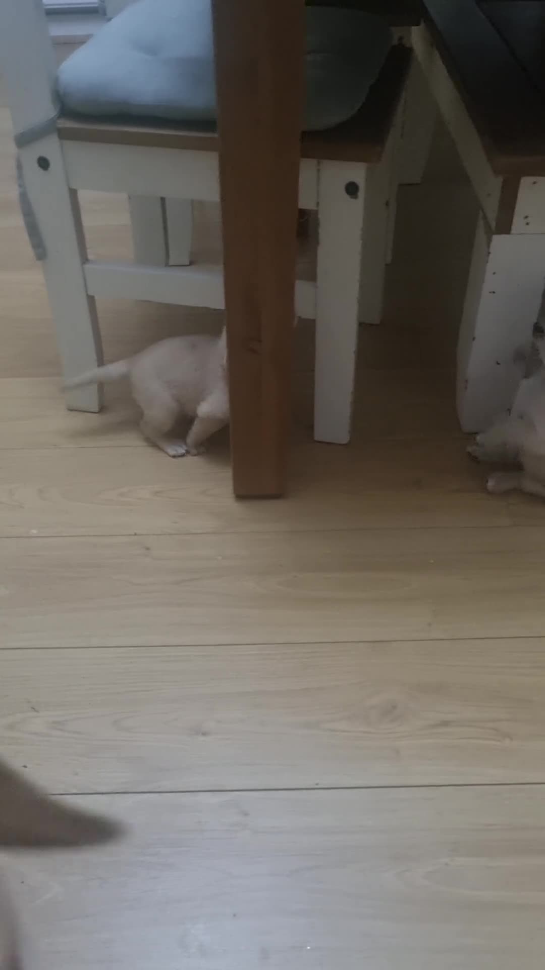 Labrador Retriever dogs for sale: Labrador puppies - Video 1