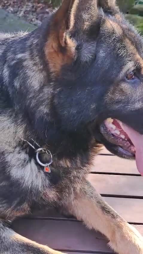 German Shepherd dogs for sale: Female working line DDR  - Video 1