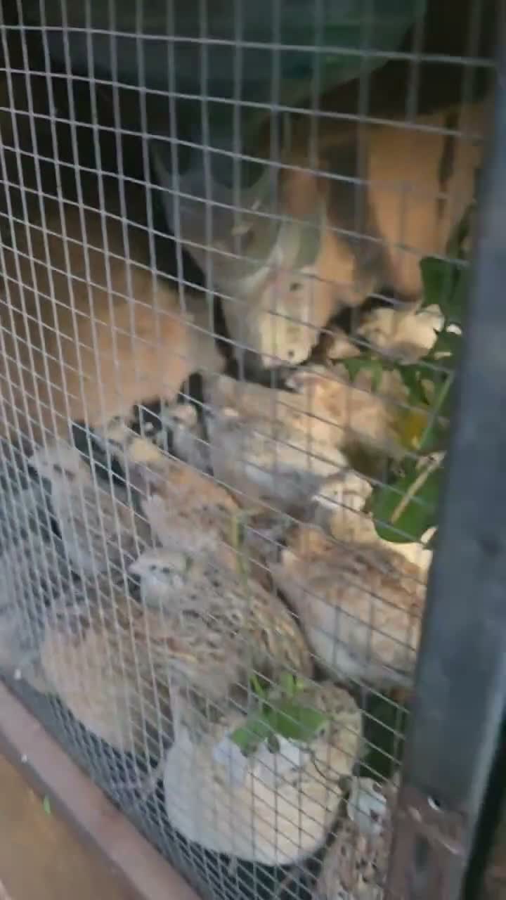 Quail poultry for sale: Quails - Video 2