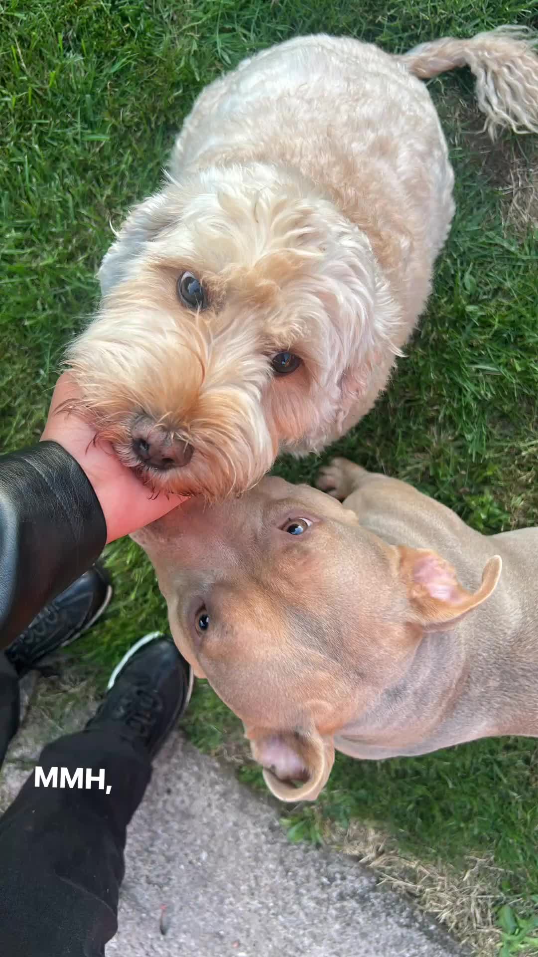 Mini Goldendoodle dogs for sale: Home Needed for Our Dogs a doodle and bully  - Video 1