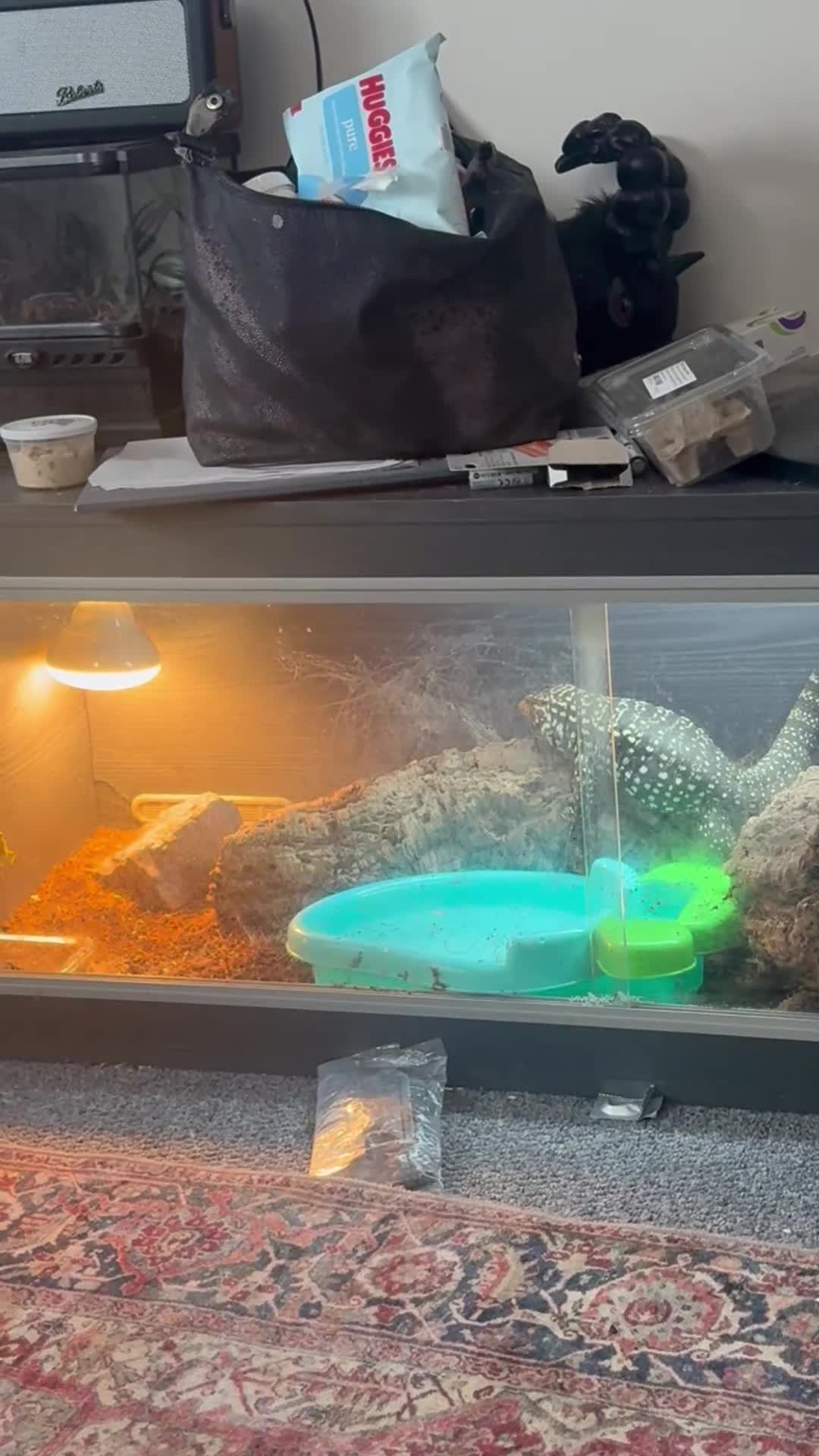 Lizard reptiles for sale: Tilly the tegu  - Video 1