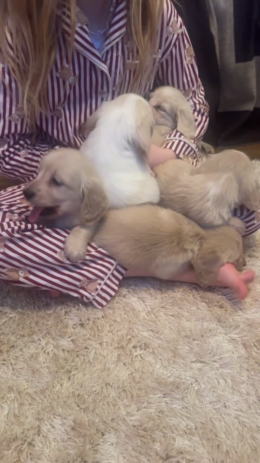 Miniature Dachshund dogs for sale: Miniature long haired cream dachshund puppies  - Video 3