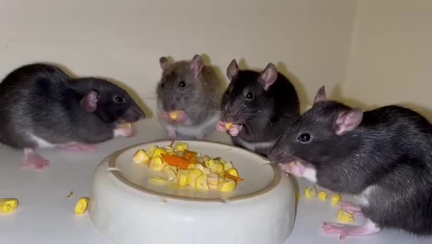 Rat rodents for sale: Beautiful baby rats  in Chelmsford - Video 1