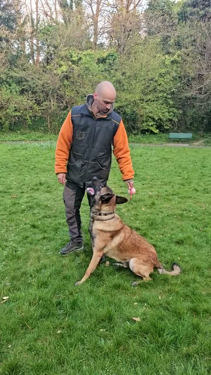 Belgian Shepherd Dog dogs for sale: 3 year old malinois  in Epsom - Video 2