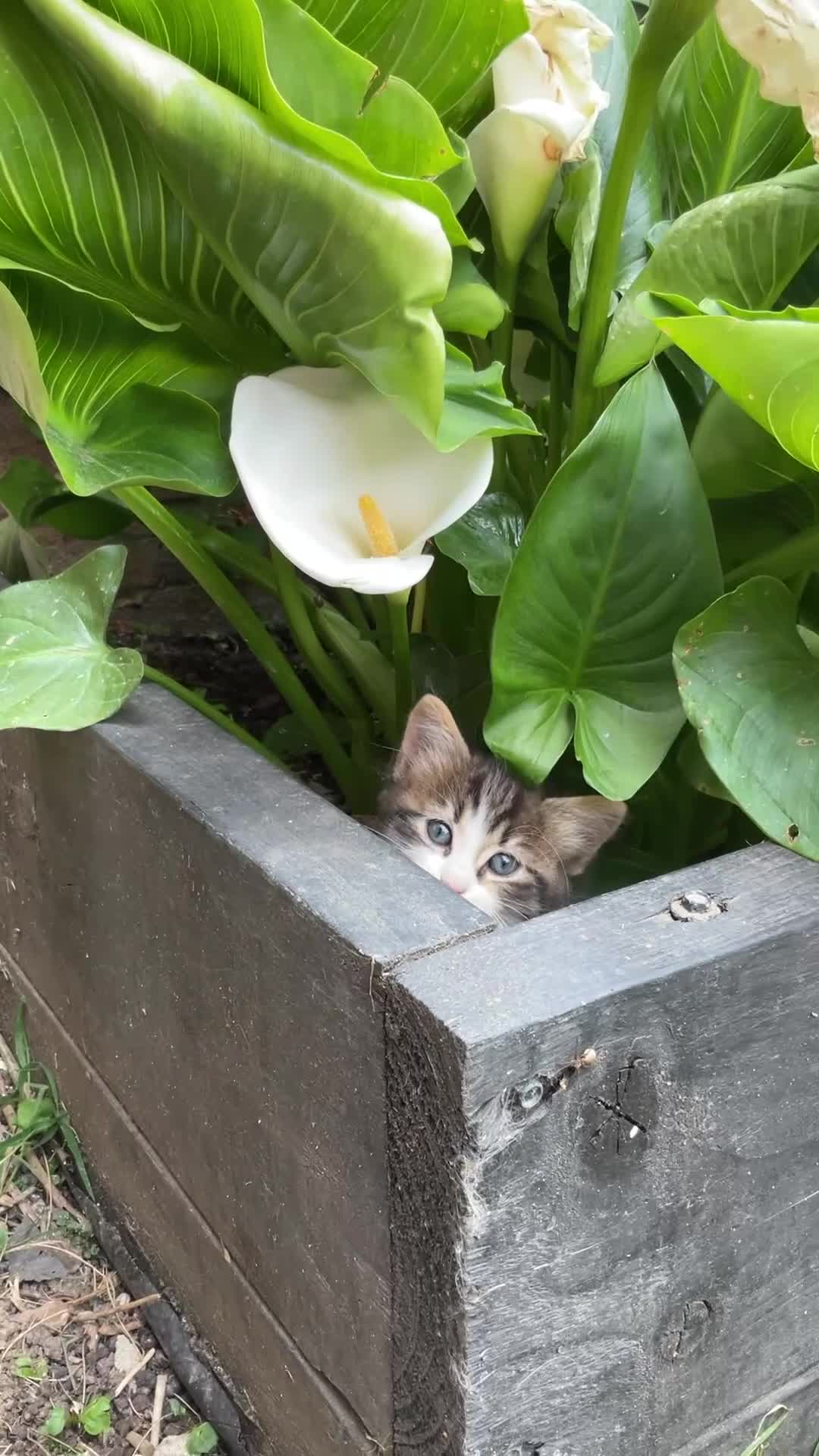 Mixed Breed cats for sale: Cute little kittens. in Staines - Video 1