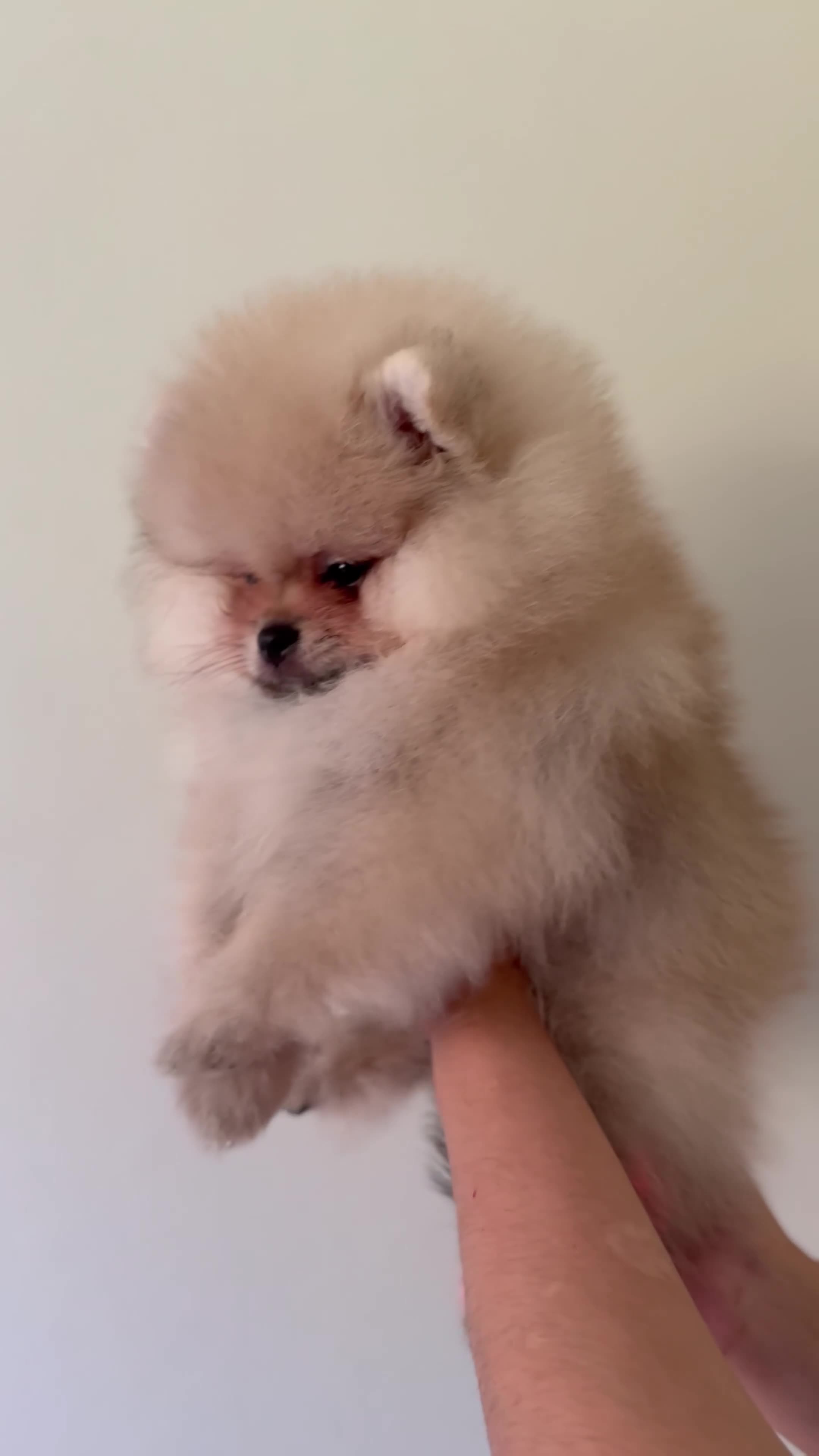 Pomeranian dogs for sale:  Rare colour Russian line Teddy Bear Pom Puppies ✨ - Video 2