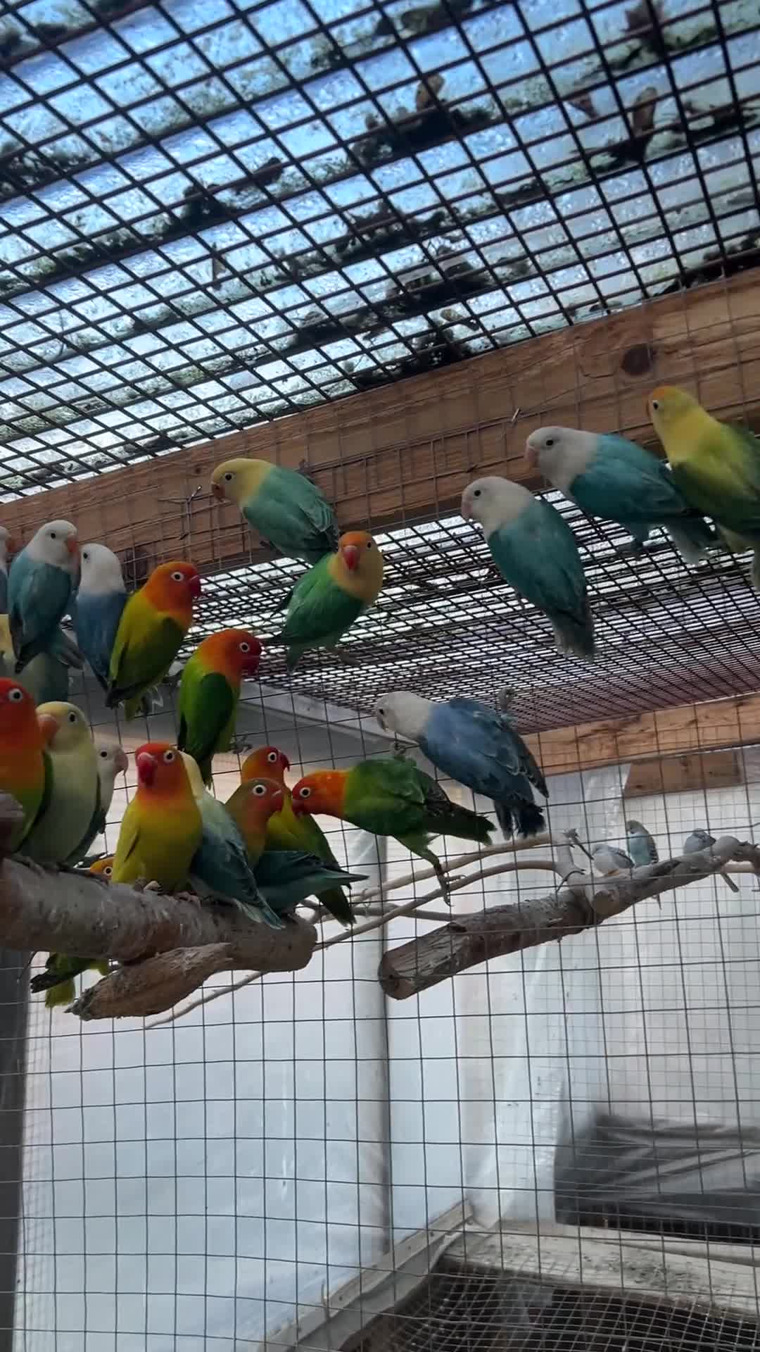 Lovebirds birds for sale: Beautiful baby lovebirds and adult lovebirds  - Video 2